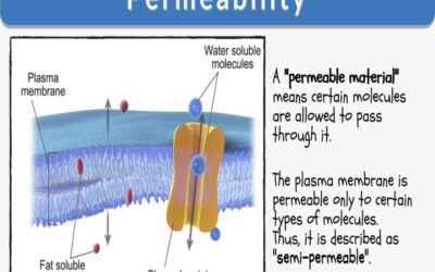  Briefly define site permeability for water movement