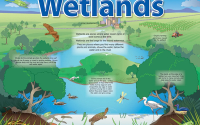 Why are wetlands a concern?