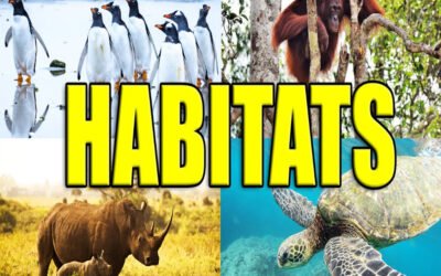 What endangered species or habitats are nearby?